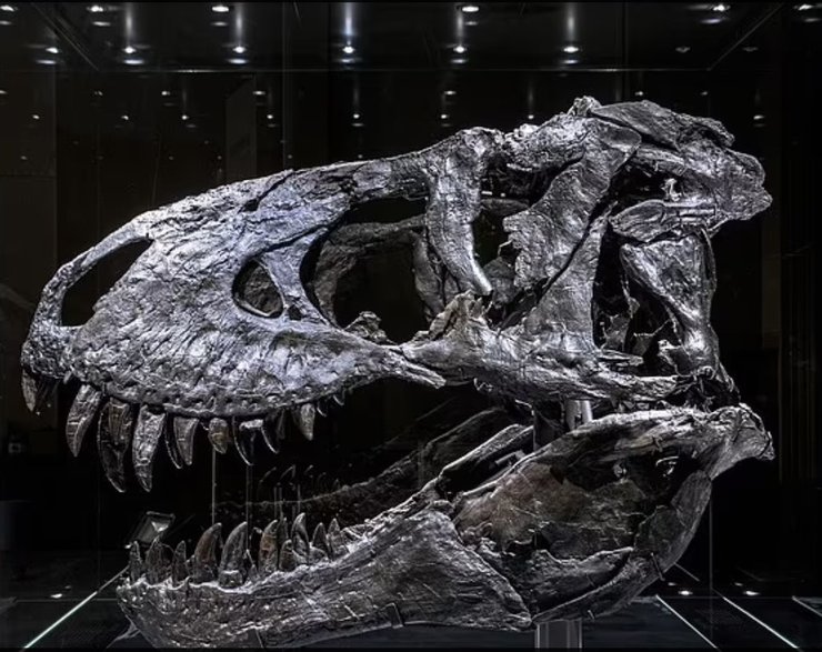 Череп, тираннозавр, T.Rex, музей, Берлин