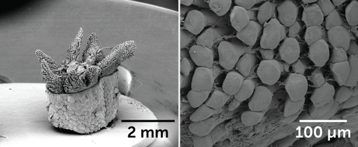 Ящерица, хвост, сегмент, хищники, эволюция