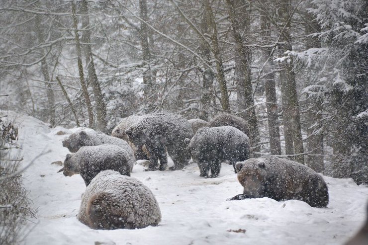 бурые медведи, Синевир, фото