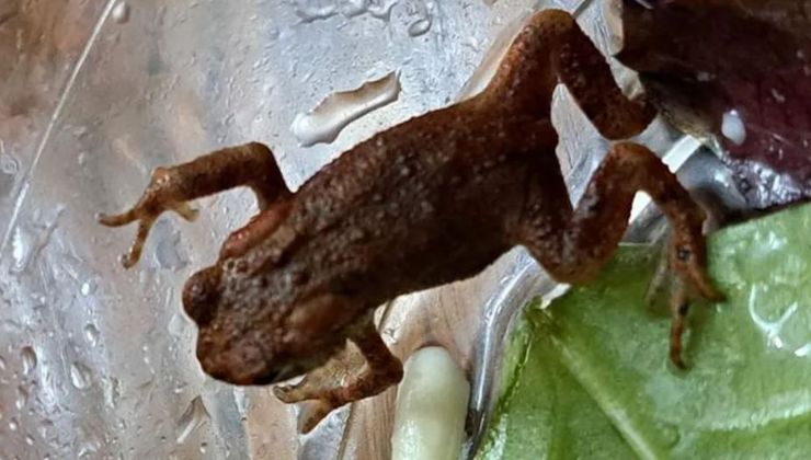 Лягушку нашли в пакете с салатом, находка, супермаркет, скандал, курьезы, сюрприз в салате, Великобритания