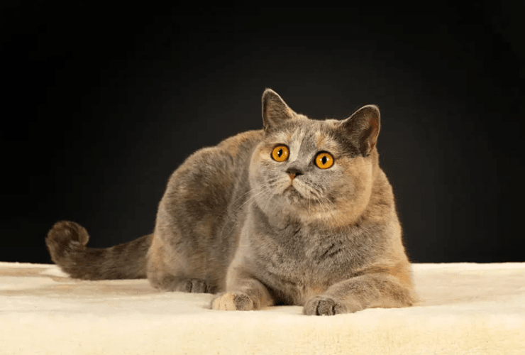 Британская короткошерстная кошка
