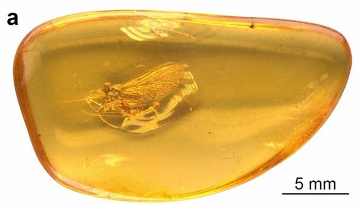 древнее насекомое, янтарь