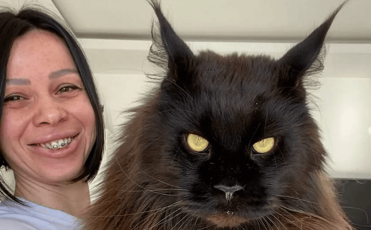 Гігантський кіт, мейн-кун, кіт зростом з людину, величезний кіт, кіт на прізвисько Зевс, Даніела Єрмолаєва, задні лапи, корм для кота