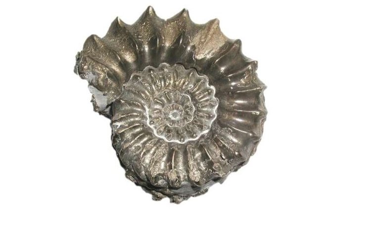 амоніти молюски молюски скам'янілість