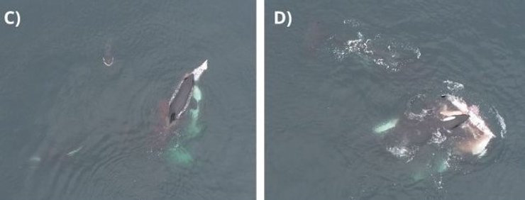 охота косатки