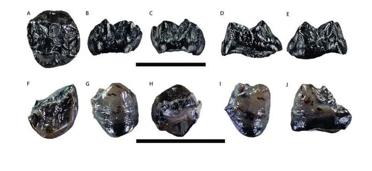 скам'янілість, стародавня мавпа, Buronius manfredschmi