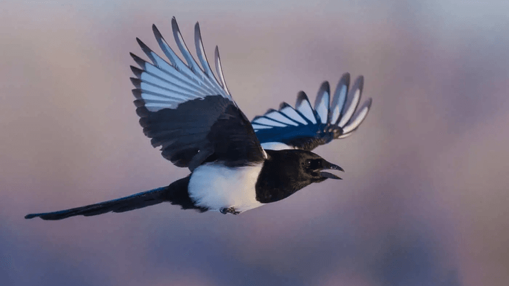 птахи, дрони птахи