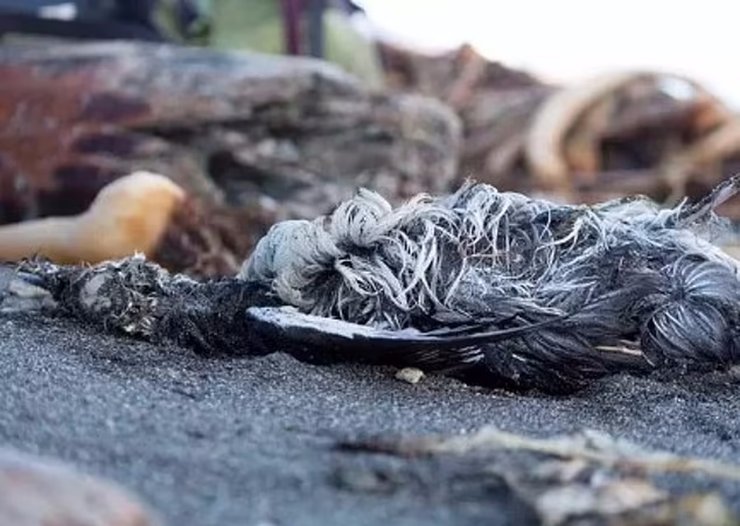 кайра птица, морская птиц, кайры массовая гибель