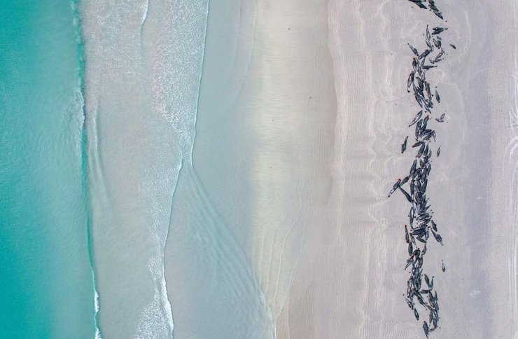 Гринды — животные с развитыми социальными связями.