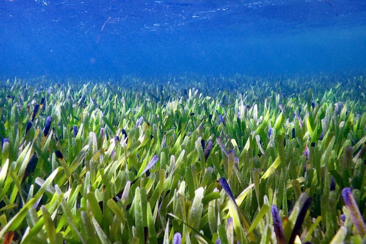 самое большое растение в мире