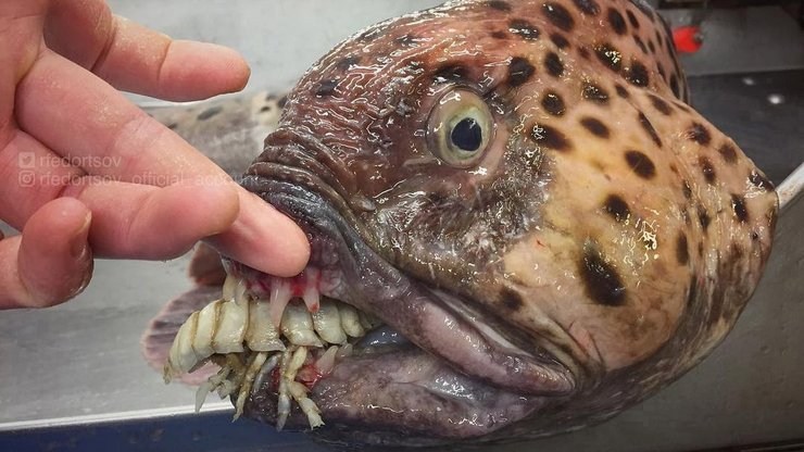 Рыбак, рыбалка, удочка, обитатель морских глубин, пришелец из глубин, рыба со щупальцами, необычное существо, курьезы, соцсети