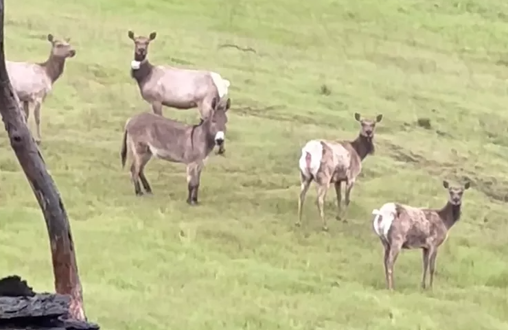 Осел прижился в стаде диких лосей, как это возможно, животные, интересные случаи с домашними животными, курьезы