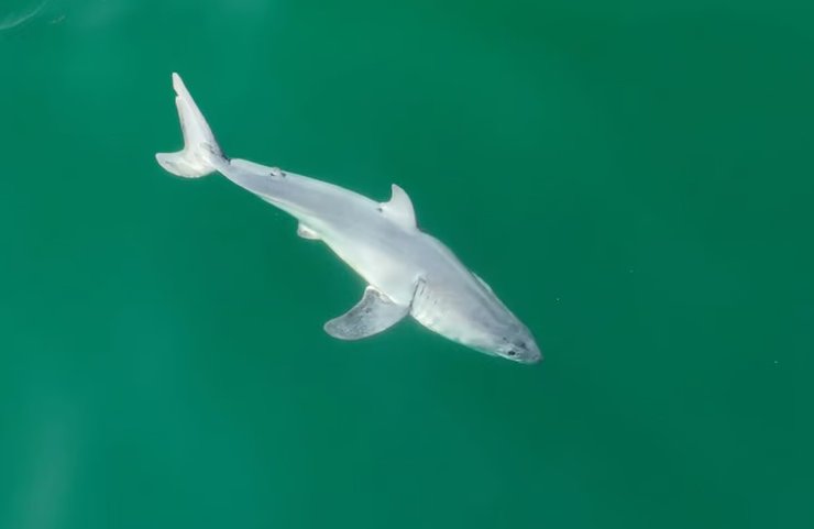 большая белая акула детеныш