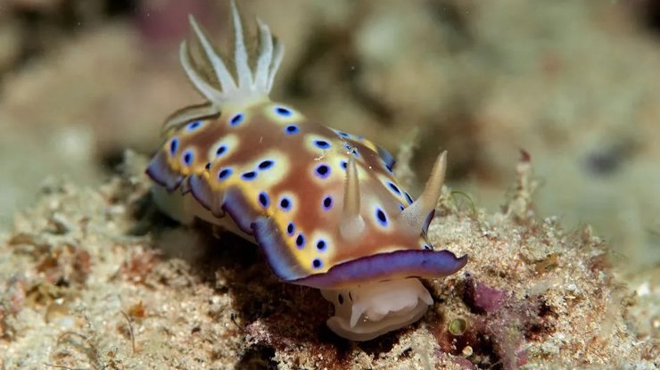 океан морський слимак