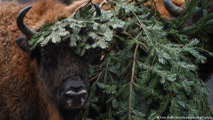 Бизоны,  зоопарке
