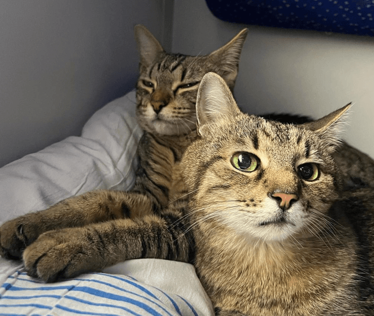 Степан и Стефания харьков поезд