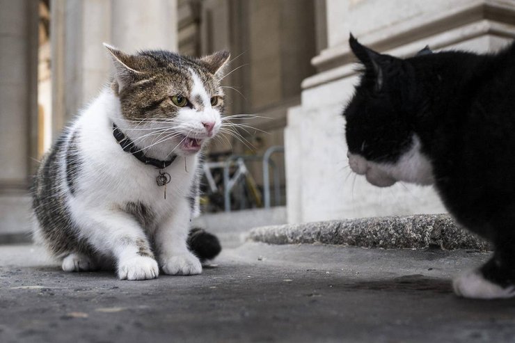 кот палмерстон, кот ларри