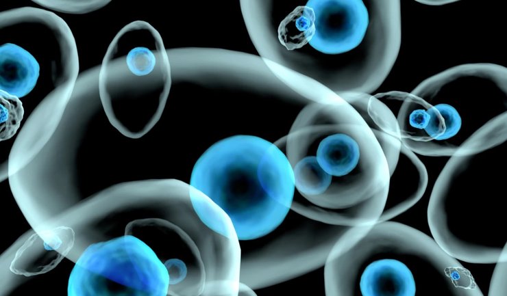 Клетки, белки, живые клетки, рентген