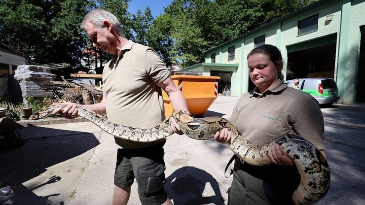 Удава з саду забрали до місцевого зоопарку Герфорда