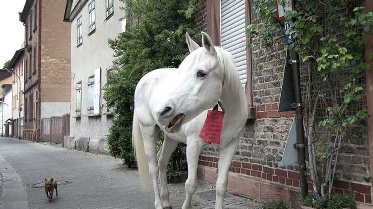 кінь Дженні