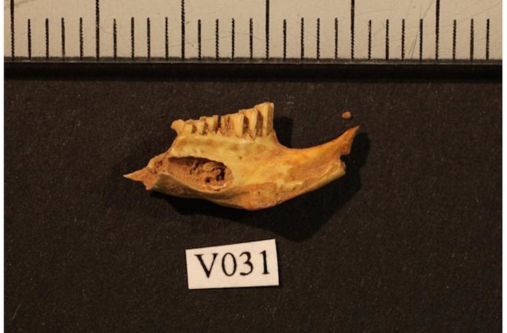 окаменелость древнего лемминга