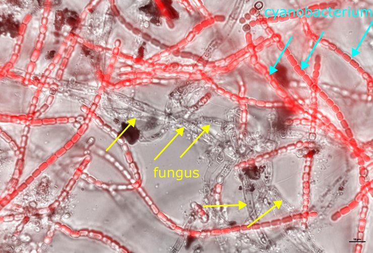 будівництво Марс