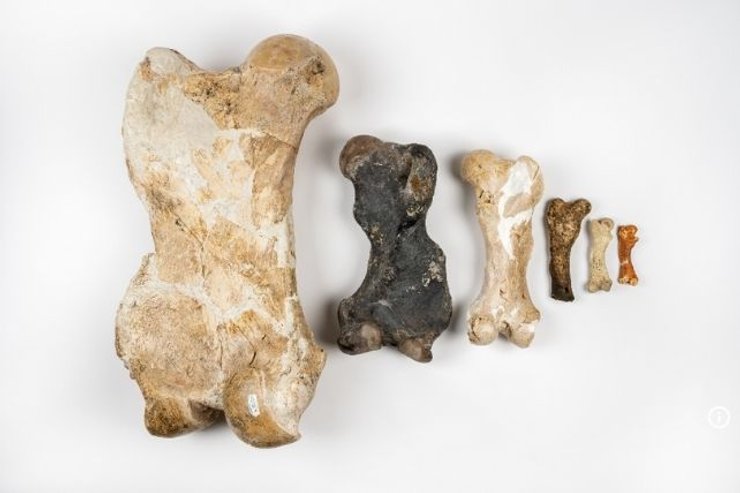 окаменелости ленивцев