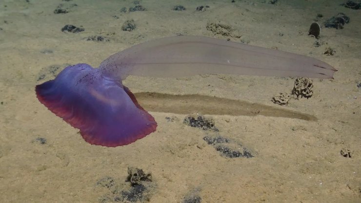 океан, морская картошка, добыча в океане