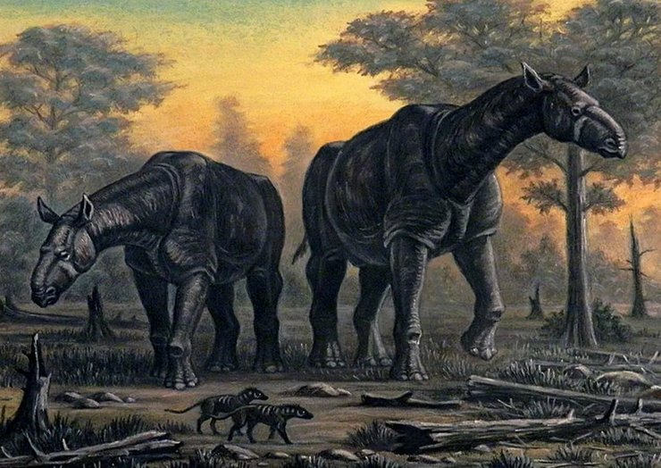 индрикотерий, парацетарий