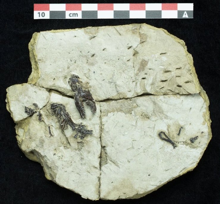 крот окаменелость