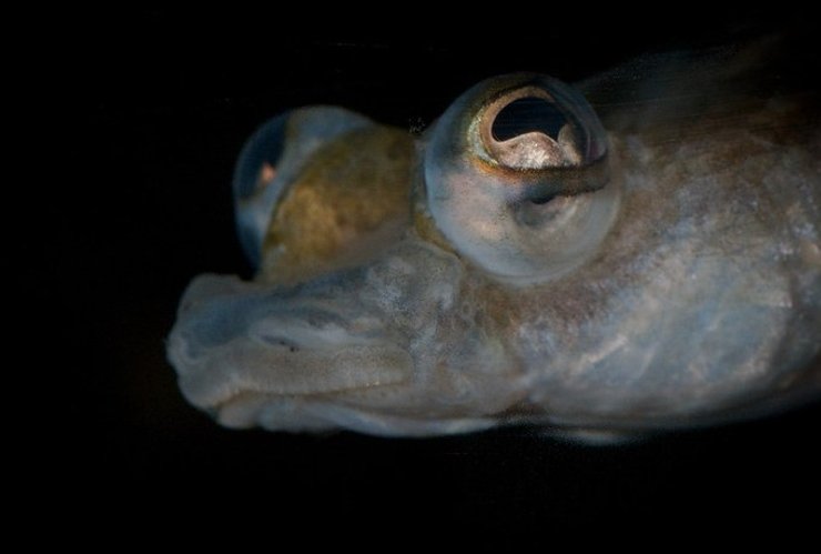 чеырехглазки глаза