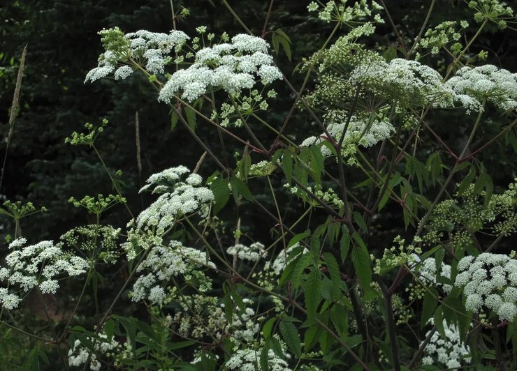 вех растение