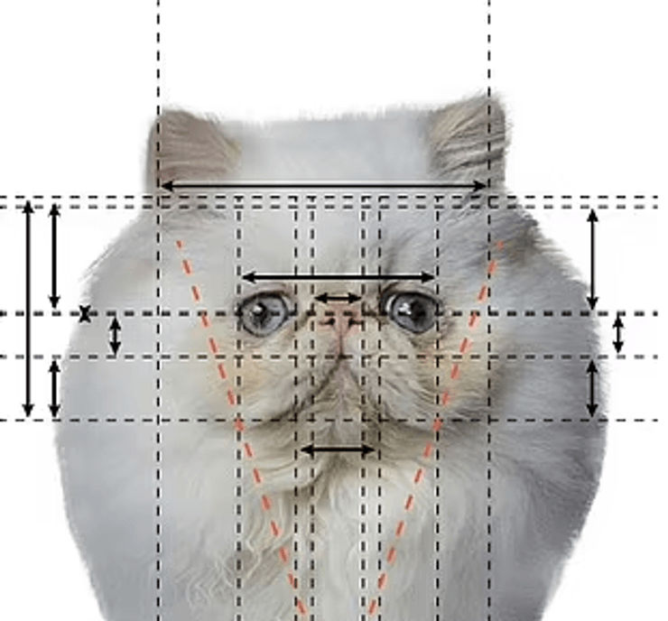 гималайская кошка, золотое сечение