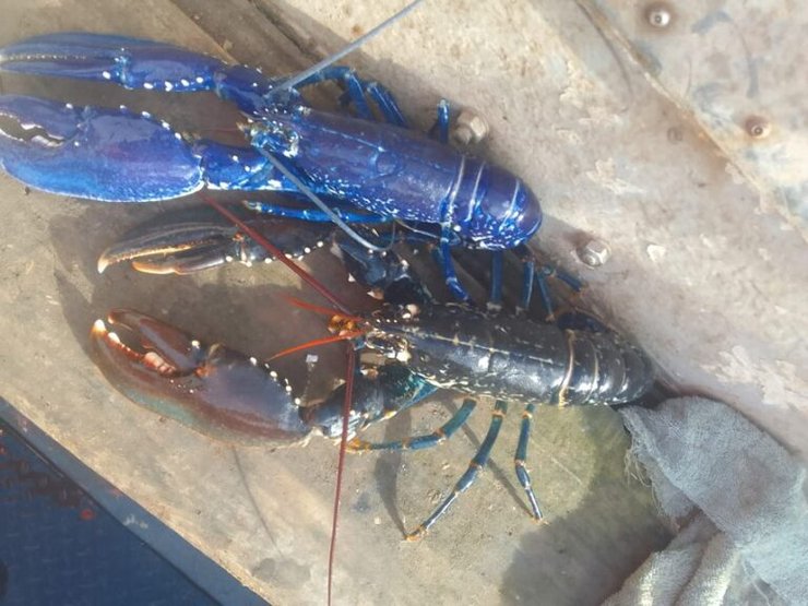 рыбак поймал редкого лобстера