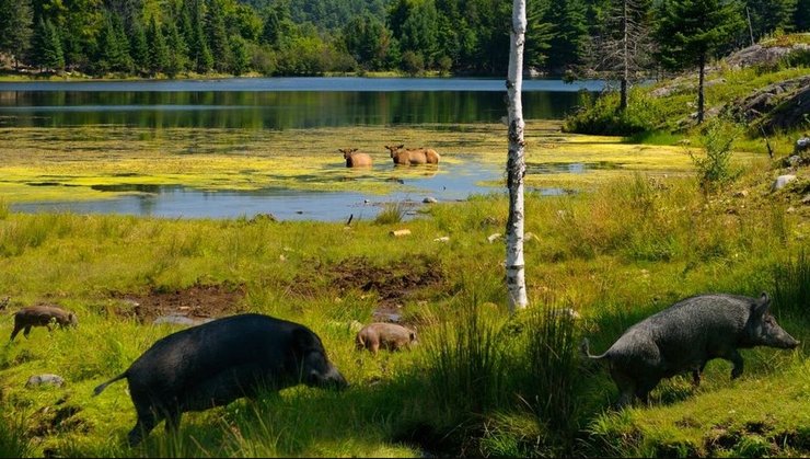 кабаны свиньи гибриды