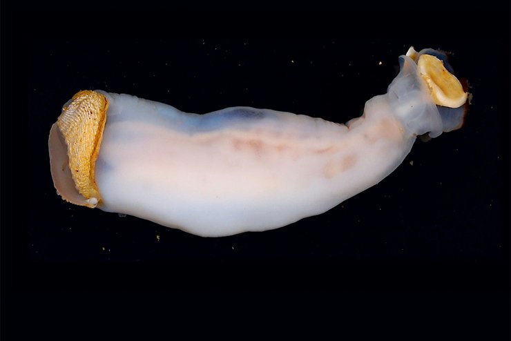 червь-камнеед, новый вид, фото