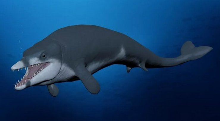 древний кит, Tutcetus rayanensis