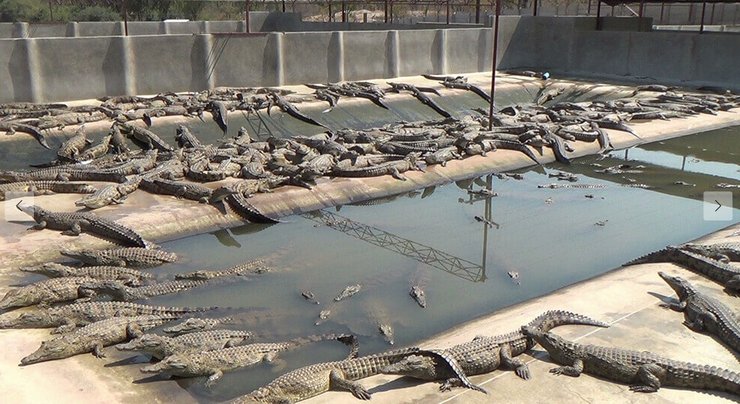 крокодиляча ферма