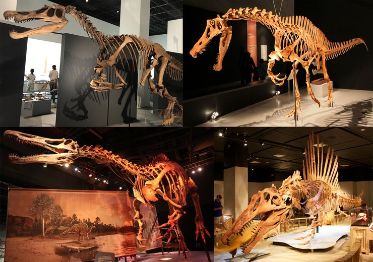 спинозавры