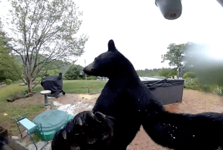 Черный медведь во дворе