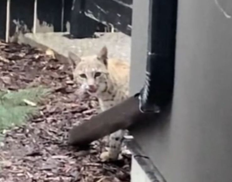 Домашний кот оказался диким животным, женщина перепутала рысь с котом, курьезные истории, странные случаи из жизни