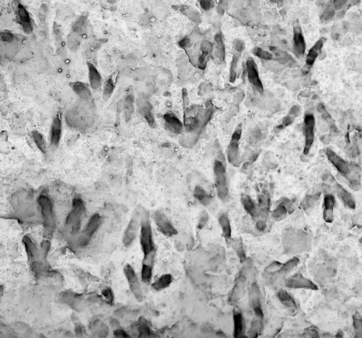 динозаври, сліди динозаврів, динозаври сліди