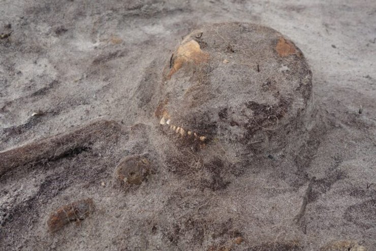 раскопанный скелет