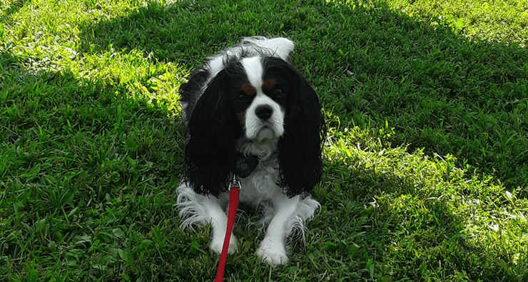 Собака, животное, питомец, домшнее животное, парк, прогулка