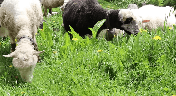 овечки в Карпатах