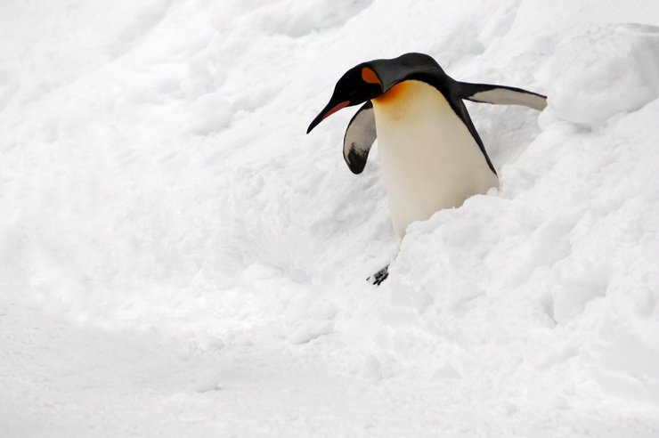 Антарктида, пингвины