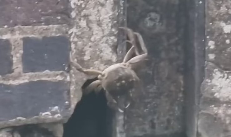 британія краби