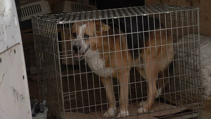 Гибель собаки, пес Дендрик, Полтава, семья, клетка