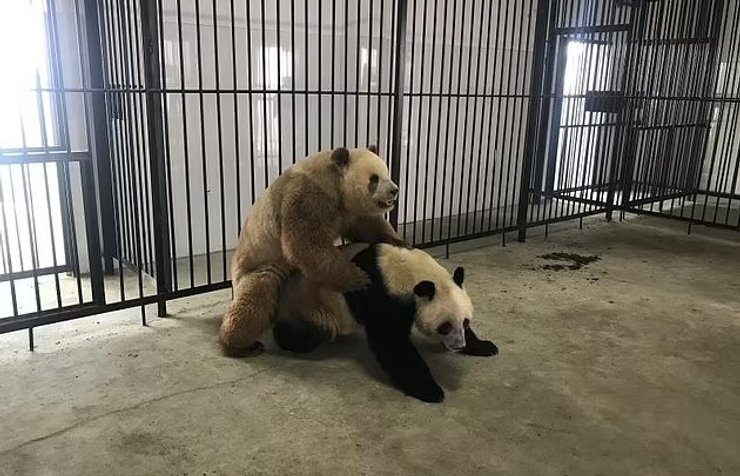 чизай коричнева панда