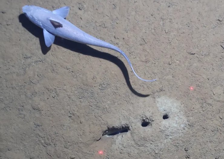 дірки морське дно